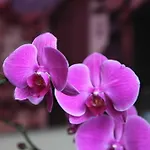 Icone - 2*